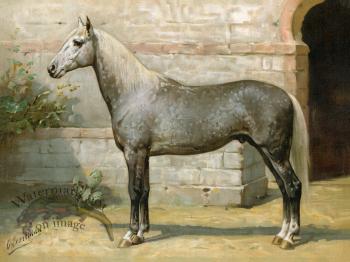 Algerian Horse by Eerelman